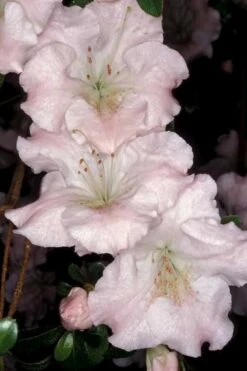 Gwenda Azalea (Robin Hill Hybrid) - 1 Gallon Pot 11 Gwenda Azalea (Robin Hill Hybrid) - 1 Gallon Pot -Orchard Essence azalea gwenda 6