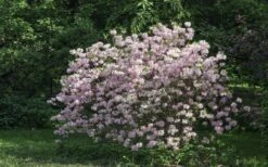 Lilacina Southern Indica Azalea - 3 Gallon Pot -Orchard Essence azalea indica lilacina 6