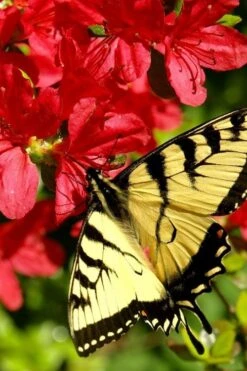 Midnight Flare Azalea - 3 Gallon Pot -Orchard Essence azalea midnight flare 20 1