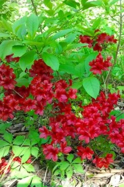 Midnight Flare Azalea - 3 Gallon Pot -Orchard Essence azalea midnight flare 22 1