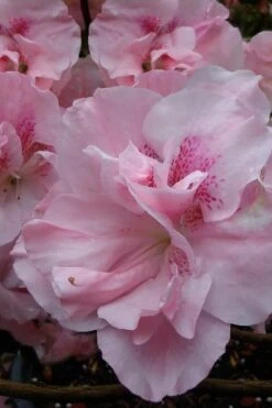 Nancy Of Robin Hill Azalea - 2 Gallon Pot -Orchard Essence azalea nancy at robin hill 1