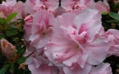 Nancy Of Robin Hill Azalea - 2 Gallon Pot -Orchard Essence azalea nancy of robin hill 3