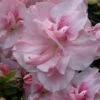 Nancy Of Robin Hill Azalea - 2 Gallon Pot -Orchard Essence azalea nancy of robin hill 4