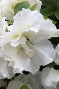 Perfecto Mundo Double White Reblooming Azalea - 3 Gallon Pot -Orchard Essence azalea perfecto mondo double white 1