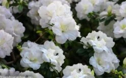 Perfecto Mundo Double White Reblooming Azalea - 3 Gallon Pot -Orchard Essence azalea perfecto mondo double white 2