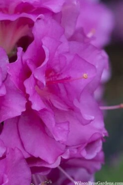 Perfecto Mundo Double Purple Reblooming Azalea - 2 Gallon Pot -Orchard Essence azalea perfecto mondo double20purple 1 3