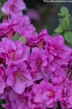 Perfecto Mundo Double Purple Reblooming Azalea - 2 Gallon Pot -Orchard Essence azalea perfecto mondo double20purple 3 3