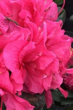Perfecto Mundo Double Dark Pink Reblooming Azalea - 3 Gallon Pot -Orchard Essence azalea perfecto mundo double dark pink 1