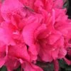 Perfecto Mundo Double Dark Pink Reblooming Azalea - 3 Gallon Pot -Orchard Essence azalea perfecto mundo double dark pink 2