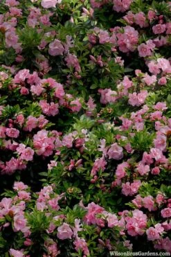 Perfecto Mundo Double Pink Reblooming Azalea - 2 Gallon Pot 12 Perfecto Mundo Double Pink Reblooming Azalea - 2 Gallon Pot -Orchard Essence azalea perfecto mundo double pink 1 1