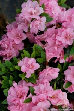 Perfecto Mundo Double Pink Reblooming Azalea - 3 Gallon Pot -Orchard Essence azalea perfecto mundo double pink 2