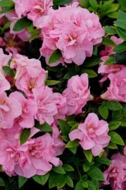 Perfecto Mundo Double Pink Reblooming Azalea - 2 Gallon Pot 11 Perfecto Mundo Double Pink Reblooming Azalea - 2 Gallon Pot -Orchard Essence azalea perfecto mundo double pink 4