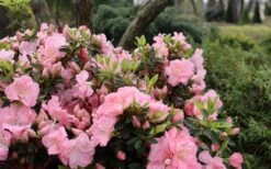 Perfecto Mundo Double Pink Reblooming Azalea - 3 Gallon Pot -Orchard Essence azalea perfecto mundo double pink 5