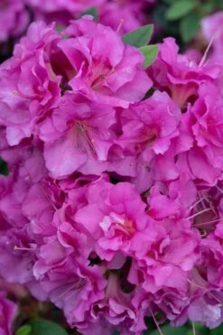 Perfecto Mundo Double Purple Reblooming Azalea - 2 Gallon Pot -Orchard Essence azalea perfecto mundo double purple 500x750 4
