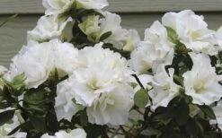 Perfecto Mundo Double White Reblooming Azalea - 3 Gallon Pot -Orchard Essence azalea perfecto mundo double white 9