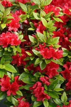 Perfecto Mundo Red Reblooming Azalea - 3 Pack Of Quart Pots -Orchard Essence azalea perfecto mundo red 2