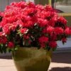 Perfecto Mundo Red Reblooming Azalea - 2 Gallon Pot 1 Perfecto Mundo Red Reblooming Azalea - 2 Gallon Pot -Orchard Essence azalea perfecto mundo red 3 1