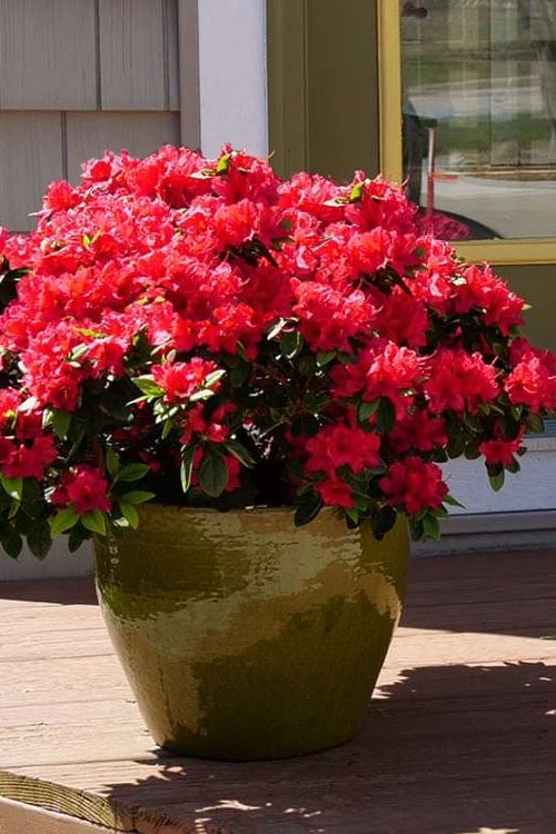 Perfecto Mundo Red Reblooming Azalea - 2 Gallon Pot 3 Perfecto Mundo Red Reblooming Azalea - 2 Gallon Pot