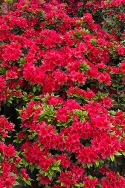 Perfecto Mundo Red Reblooming Azalea - 3 Pack Of Quart Pots -Orchard Essence azalea perfecto mundo red 5