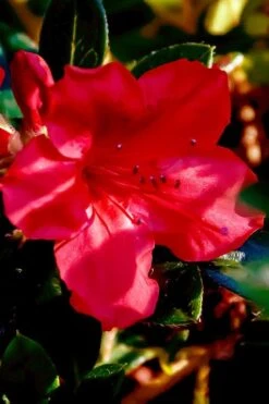 Perfecto Mundo Red Reblooming Azalea - 3 Pack Of Quart Pots -Orchard Essence azalea perfecto mundo red 6