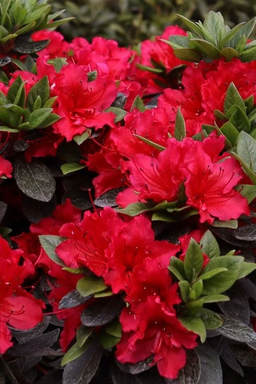 Perfecto Mundo Red Reblooming Azalea - 2 Gallon Pot 6 Perfecto Mundo Red Reblooming Azalea - 2 Gallon Pot - Image 4
