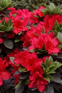 Perfecto Mundo Red Reblooming Azalea - 3 Pack Of Quart Pots -Orchard Essence azalea perfecto mundo red 8