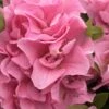 Perfecto Mundo Double Pink Reblooming Azalea - 2 Gallon Pot -Orchard Essence azalea perfectomundo double pink 100