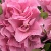 Perfecto Mundo Double Pink Reblooming Azalea - 3 Gallon Pot 2 Perfecto Mundo Double Pink Reblooming Azalea - 3 Gallon Pot -Orchard Essence azalea perfectomundo double pink 101
