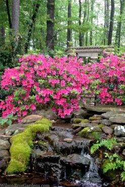 Pink Formosa Azalea - 6 Pack Of 1 Gallon Pots -Orchard Essence azalea pink formosa 2