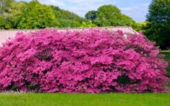 Pink Formosa Azalea - 1 Gallon Pot 11 Pink Formosa Azalea - 1 Gallon Pot -Orchard Essence azalea pink formosa 4 2