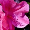 Pink Formosa Azalea - 1 Gallon Pot -Orchard Essence azalea pink formosa 5 2