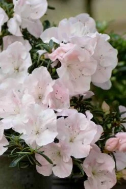 Tsuki No Shimo Satsuki Azalea - 3 Gallon Pot 19 Tsuki No Shimo Satsuki Azalea - 3 Gallon Pot -Orchard Essence azalea satsuki tsuki no shimo 100