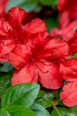 Stewartstonian Azalea - 3 Gallon Pot -Orchard Essence azalea stewartstonian 2