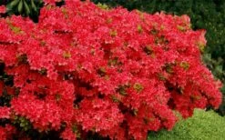 Stewartstonian Azalea - 3 Gallon Pot -Orchard Essence azalea stewartstonian 3