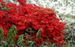 Stewartstonian Azalea - 3 Gallon Pot -Orchard Essence azalea stewartstonian 7