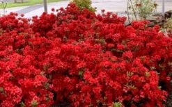 Stewartstonian Azalea - 3 Gallon Pot -Orchard Essence azalea stewartstonian 8