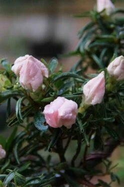 Tsuki No Shimo Satsuki Azalea - 3 Gallon Pot 22 Tsuki No Shimo Satsuki Azalea - 3 Gallon Pot -Orchard Essence azalea tsuki no shimo 2