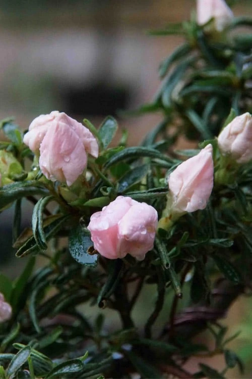 Tsuki No Shimo Satsuki Azalea - 3 Gallon Pot 12 Tsuki No Shimo Satsuki Azalea - 3 Gallon Pot - Image 10