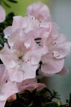 Tsuki No Shimo Satsuki Azalea - 3 Gallon Pot 16 Tsuki No Shimo Satsuki Azalea - 3 Gallon Pot -Orchard Essence azalea tsuki no shimo 3