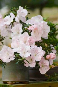 Tsuki No Shimo Satsuki Azalea - 3 Gallon Pot 20 Tsuki No Shimo Satsuki Azalea - 3 Gallon Pot -Orchard Essence azalea tsuki no shimo 6