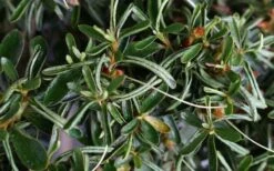 Tsuki No Shimo Satsuki Azalea - 3 Gallon Pot 17 Tsuki No Shimo Satsuki Azalea - 3 Gallon Pot -Orchard Essence azalea tsuki no shimo 7