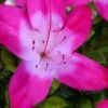 Vibrant Azalea (Harris Hybrid) - 3 Gallon Pot 1 Vibrant Azalea (Harris Hybrid) - 3 Gallon Pot -Orchard Essence azalea vibrant 100 1