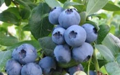 Alapaha Rabbiteye Blueberry - 1 Gallon Pot 9 Alapaha Rabbiteye Blueberry - 1 Gallon Pot -Orchard Essence blueberry alapaha 2