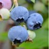 Alapaha Rabbiteye Blueberry - 3 Gallon Pot -Orchard Essence blueberry alapaha 3