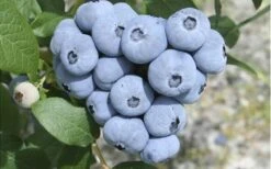 Northern Highbush Blueberry (Vaccinum Corymbosum) - 1 Gallon Pot -Orchard Essence blueberry northern20highbush 3 800x500 2