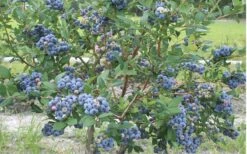 Northern Highbush Blueberry (Vaccinum Corymbosum) - 6 Pack Of 1 Gallon Pots -Orchard Essence blueberry northern20highbush 800x500 1