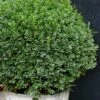 Korean Dwarf Boxwood - Buxus Sinica Var. Insularis 'Nana' - 1 Gallon Pot -Orchard Essence boxwood korean dwarf insularis nana 5 1