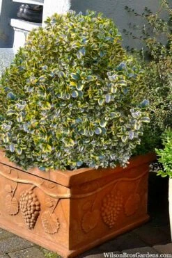 Sunburst Variegated Korean Boxwood - 1 Gallon Pot -Orchard Essence boxwood sunburst golden 11