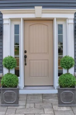 Common Boxwood 2-Ball Poodle Tier Topiary (Buxus Sempervirens) - 3 Gallon Pot (Short) 9 Common Boxwood 2-Ball Poodle Tier Topiary (Buxus Sempervirens) - 3 Gallon Pot (Short) -Orchard Essence boxwood two ball poodle tier 2