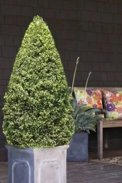 Variegated Boxwood (Buxus Sempervirens 'Aureovariegata') - 5 Gallon Pot -Orchard Essence boxwood variegated cone 2